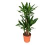 Dracaena dpolluant